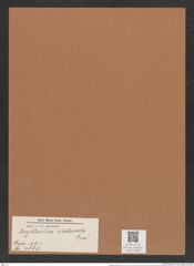 Brightwellia claborata Grev. (de-Toni-Nr.: Genus 197, Species 4815) Zeichnungen Sammlung Grunow Mappe 04680 (Herbarium_W_Grunow_drawings_Folder_04680)